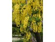Laburnum anagyroides